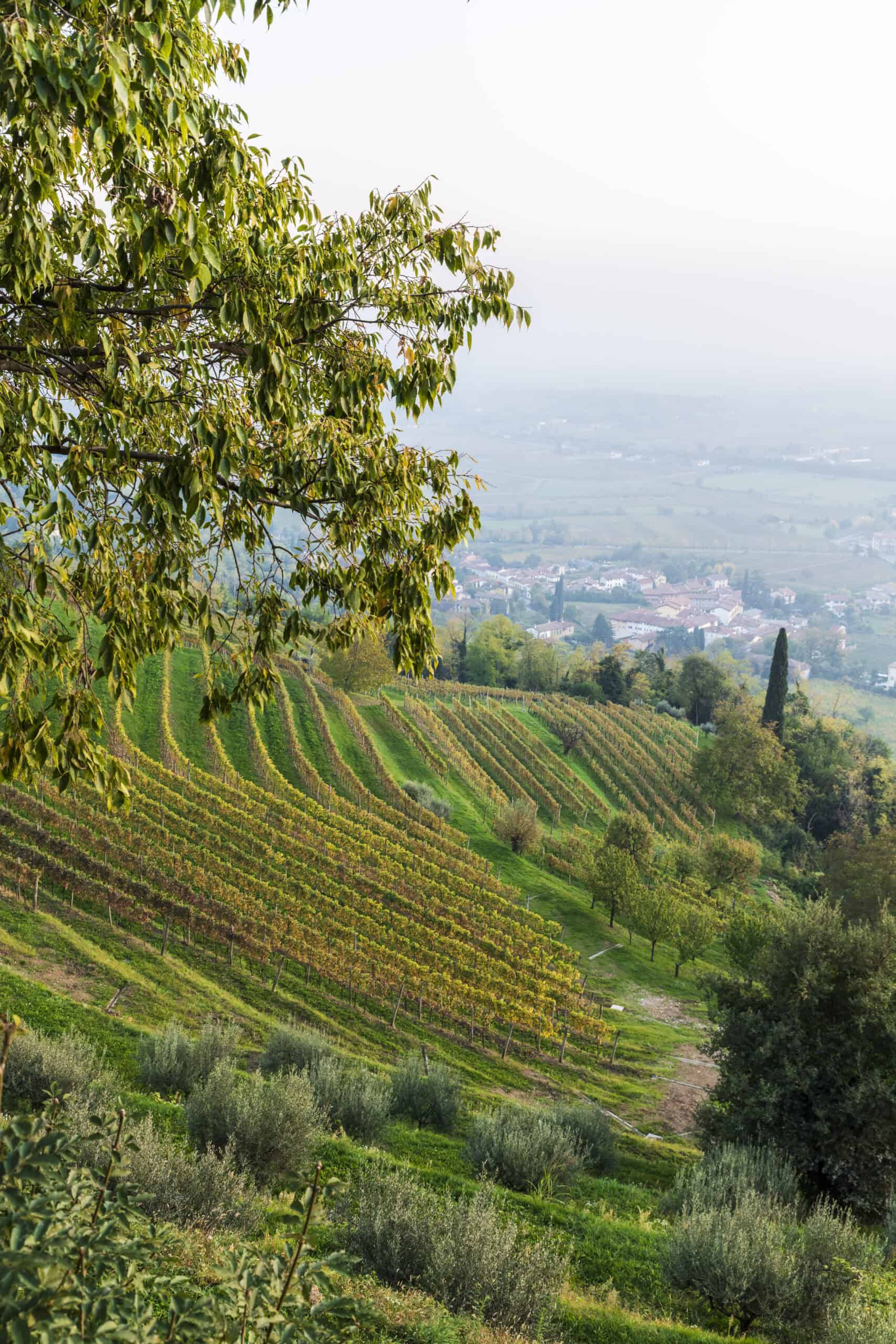 אזור היין גליל